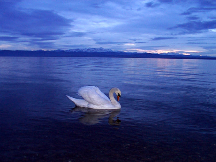 swan II