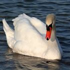 Swan II