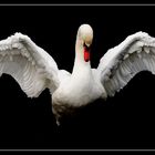 Swan II