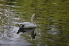 Swan im Weiher