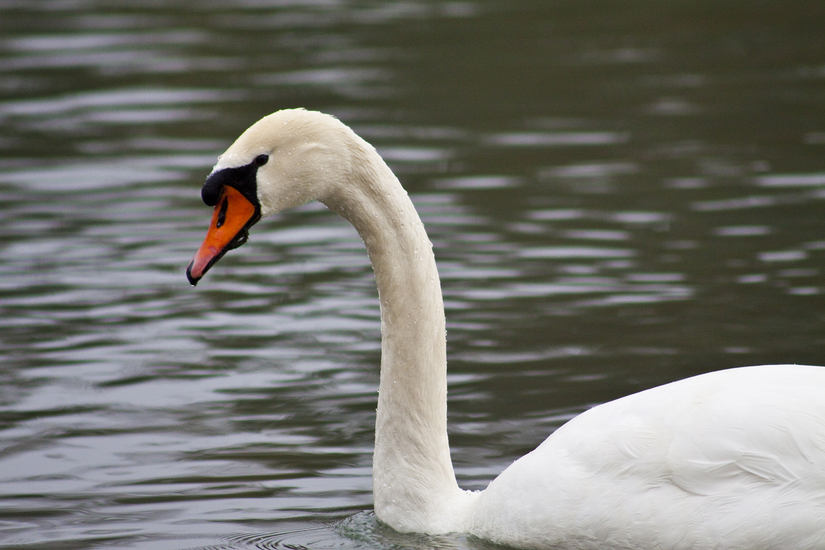 Swan im Winter