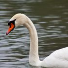 Swan im Winter