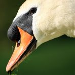 swan impression 2