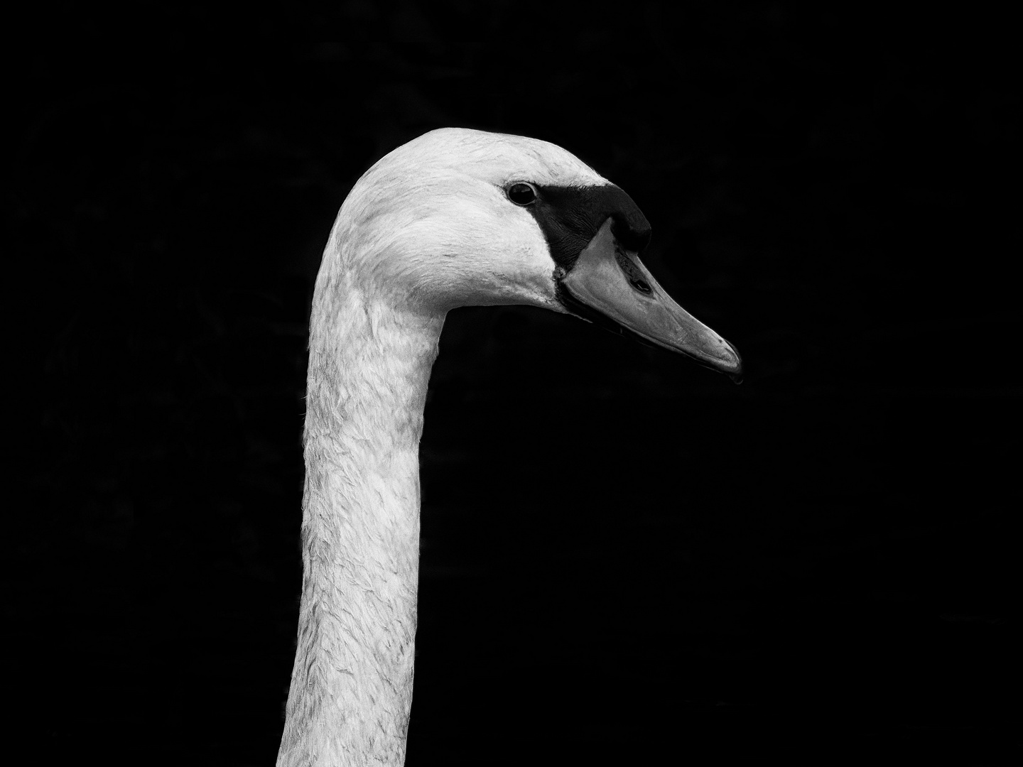 Swan in darkness