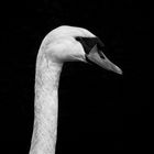Swan in darkness