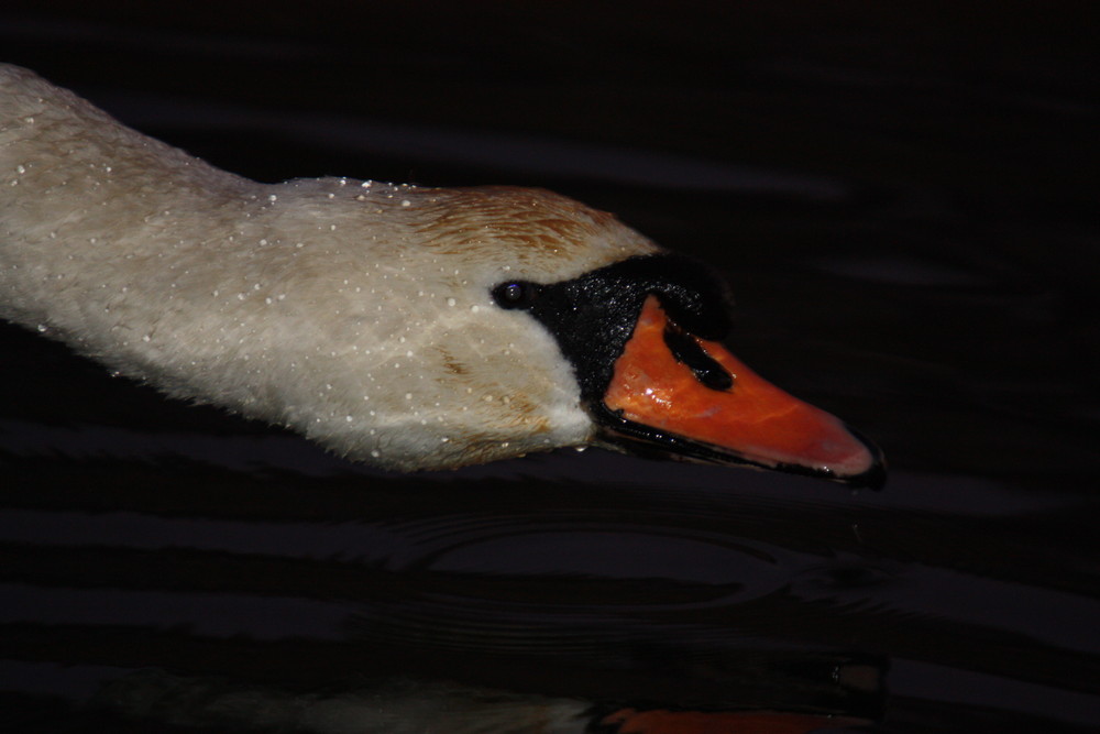 swan in evening