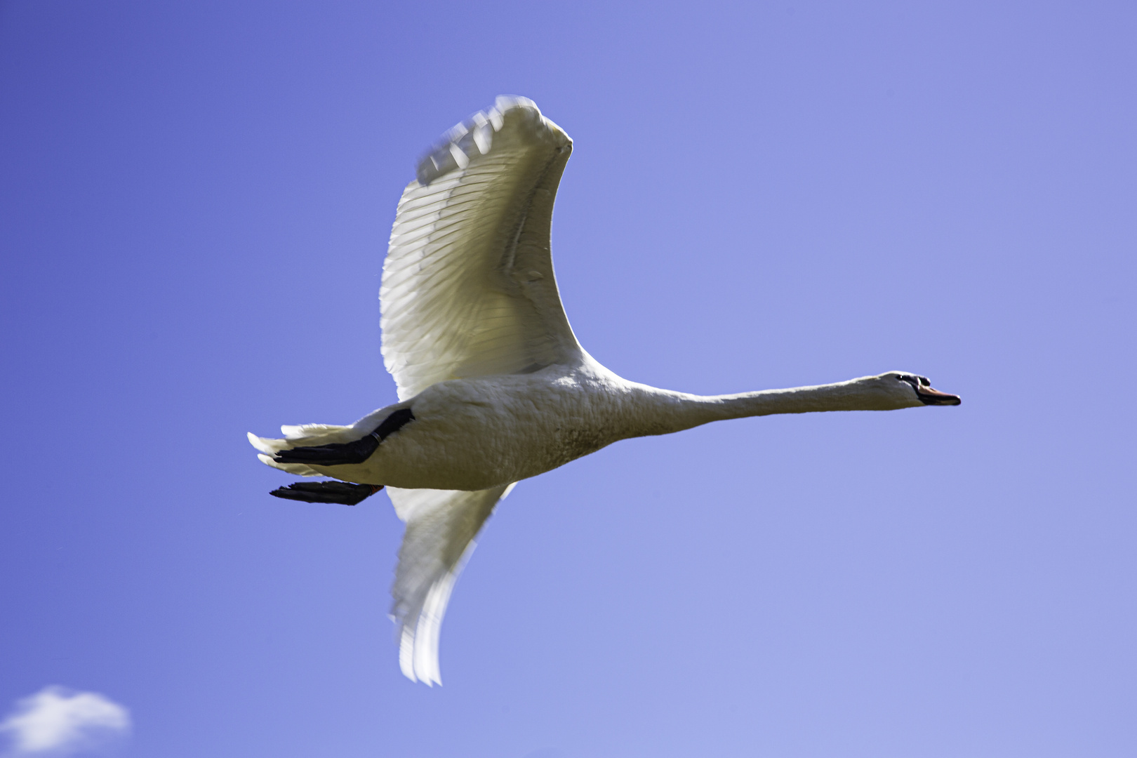 Swan in Flight