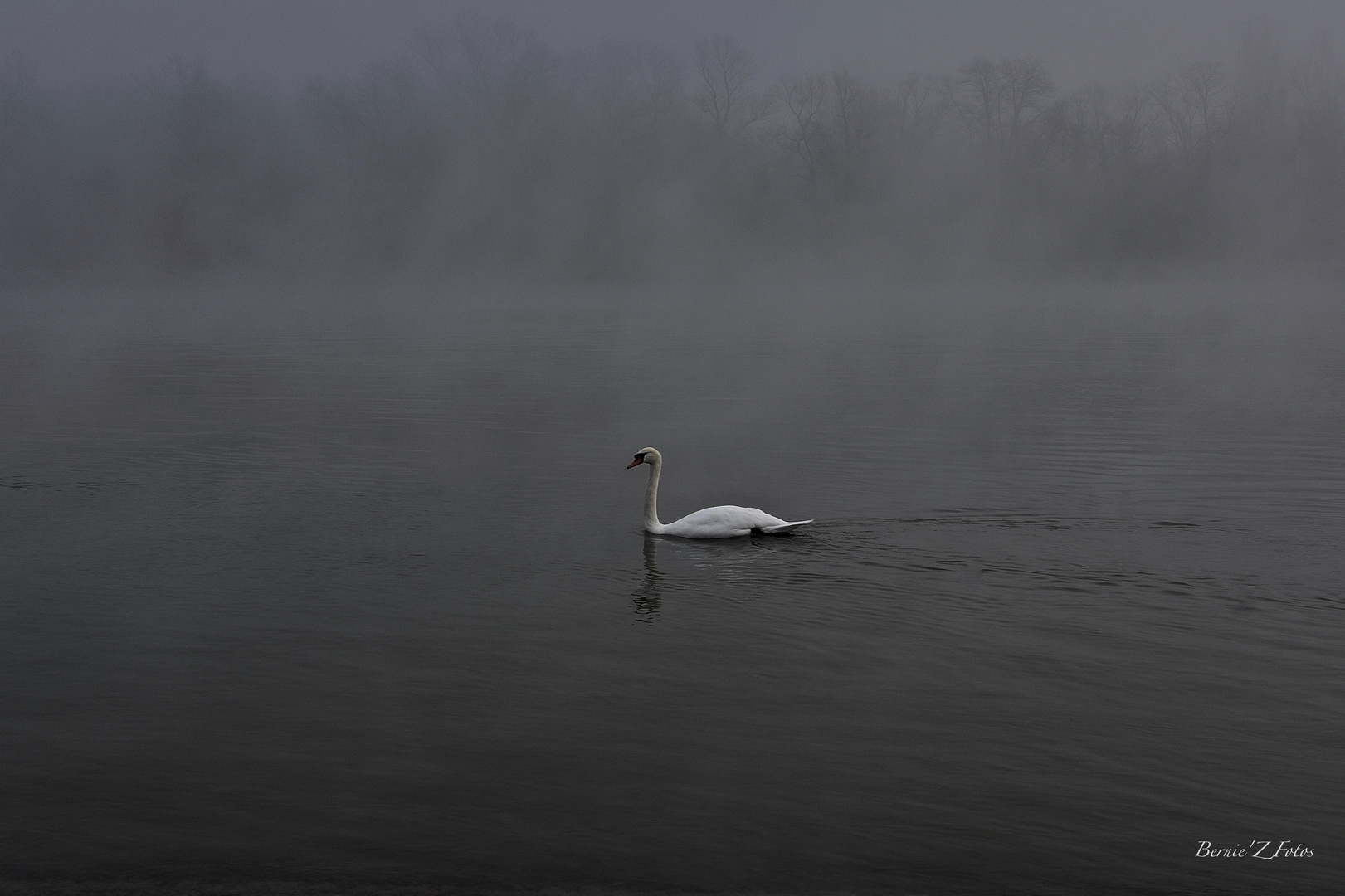 Swan in fog