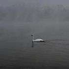 Swan in fog