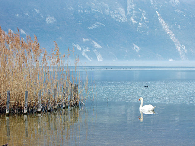 swan in France