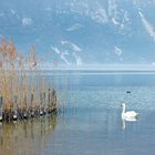 swan in France