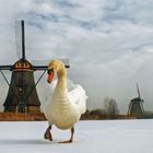 Swan in Kinderdijk