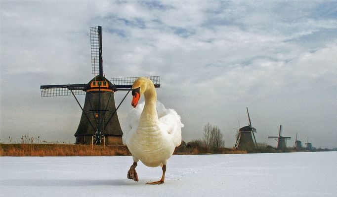 Swan in Kinderdijk