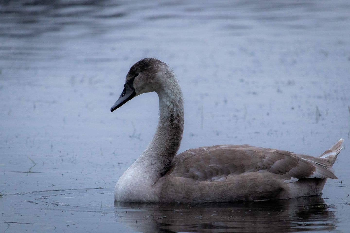 Swan in lake Tööllö, Helsinki