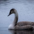 Swan in lake Tööllö, Helsinki