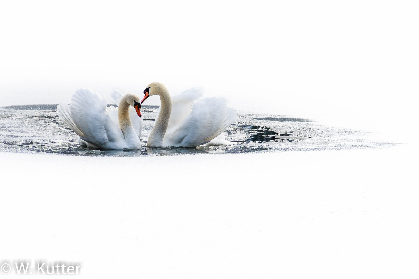 swan in love...