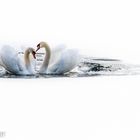 swan in love...