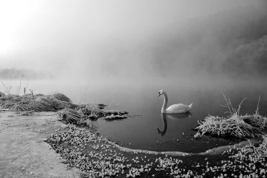 Swan in mist