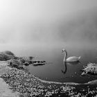 Swan in mist