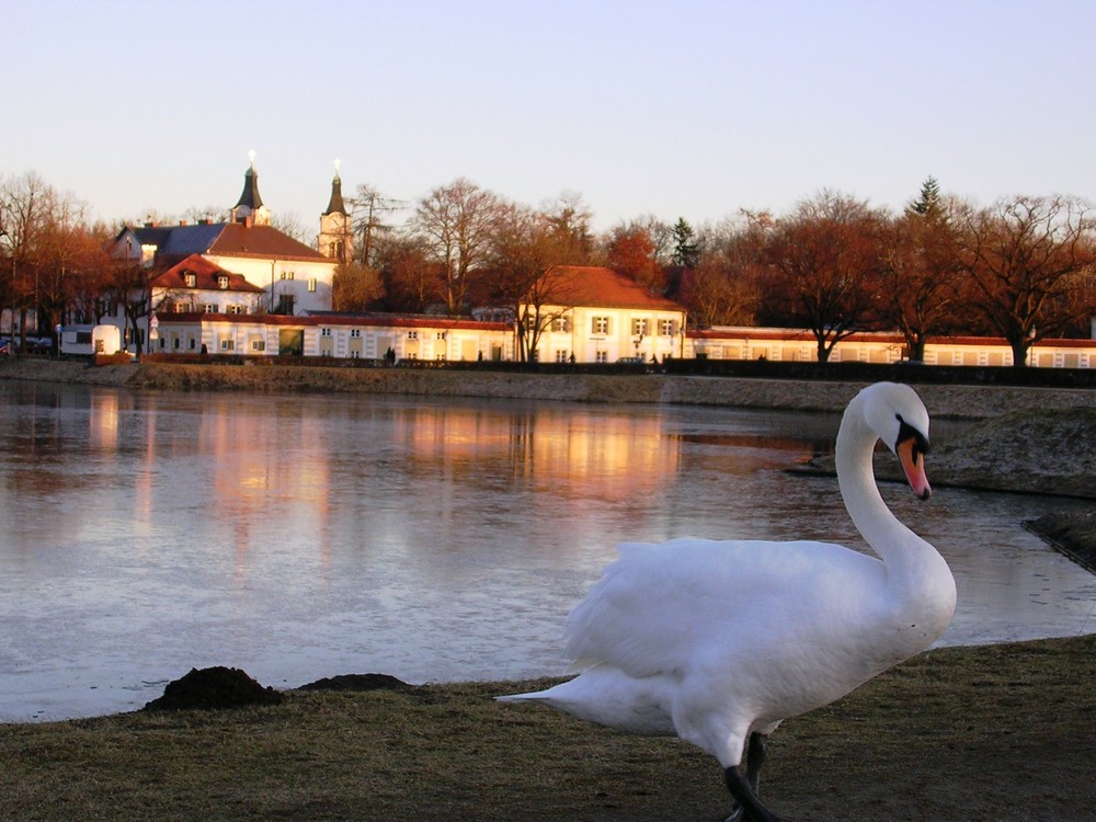 Swan in Muenchen