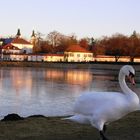 Swan in Muenchen