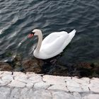 Swan in Nin