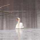 Swan in See