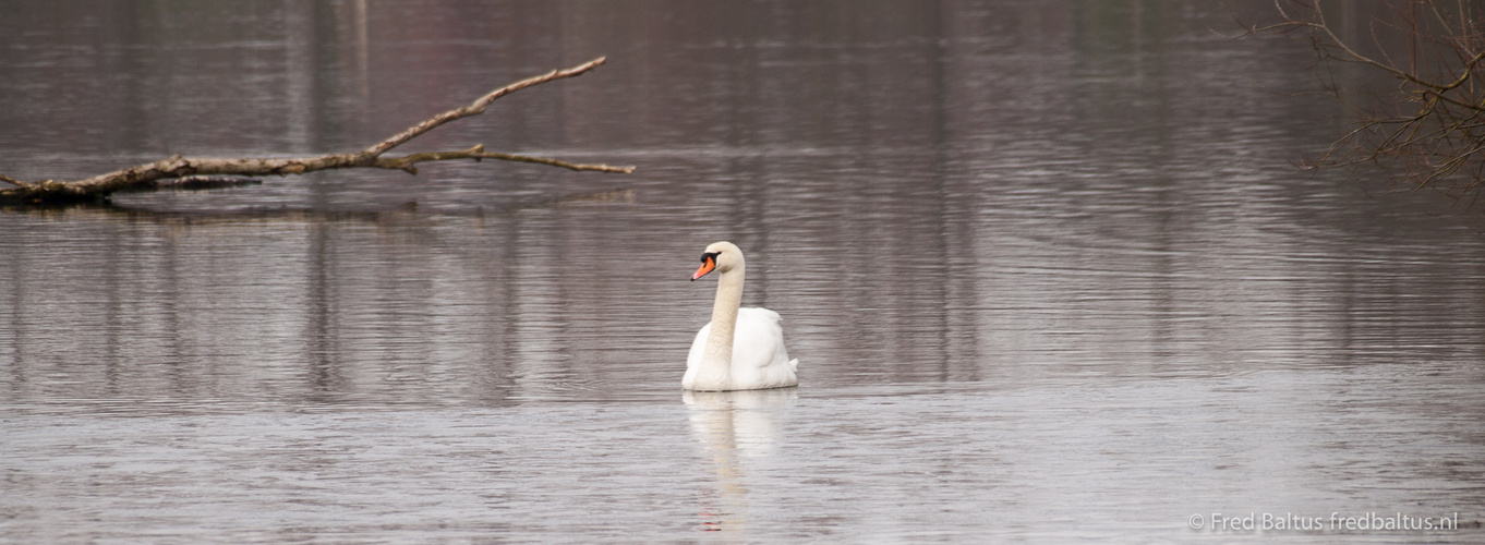 Swan in See