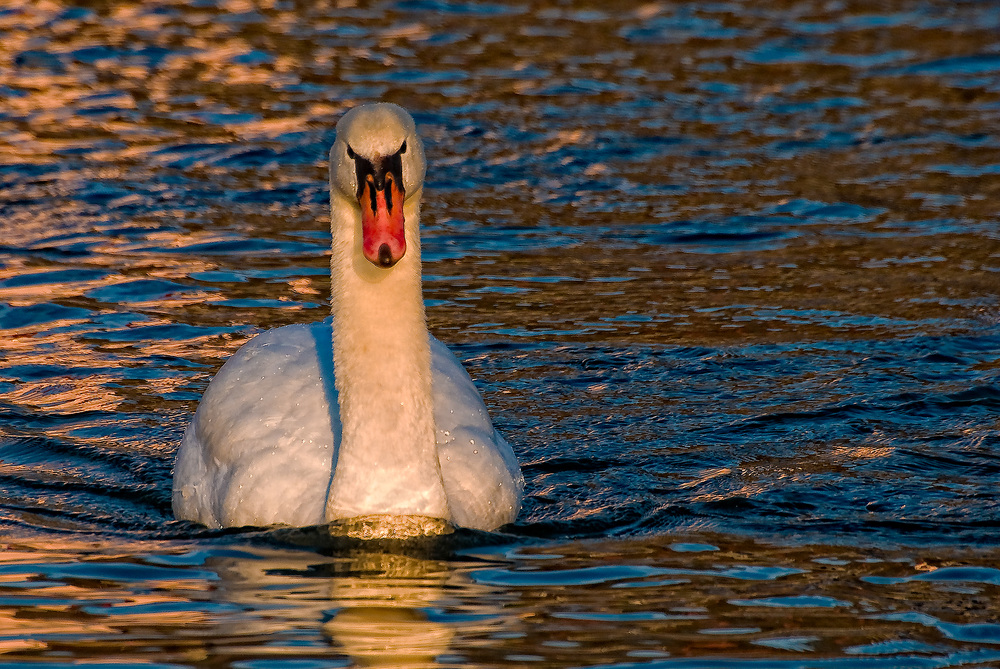swan in sunset light