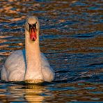 swan in sunset light