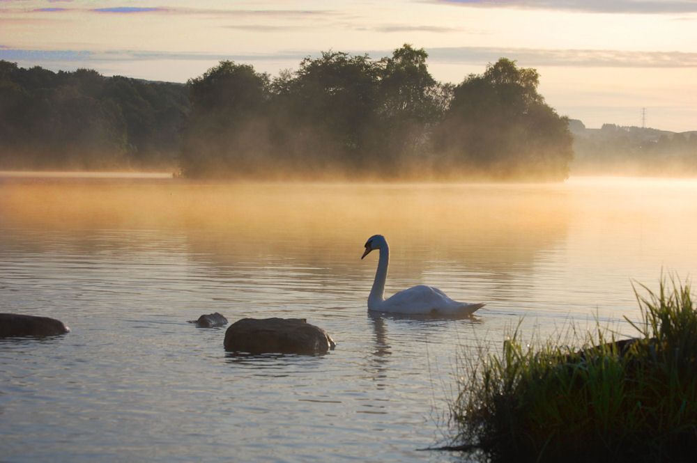 Swan In The Early Morning Mist