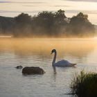 Swan In The Early Morning Mist