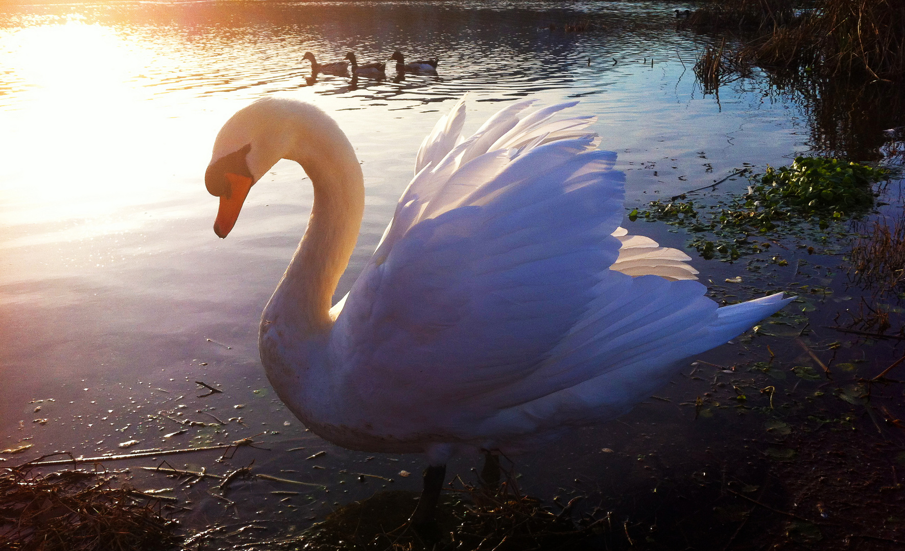  Swan in the evening Light