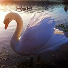  Swan in the evening Light