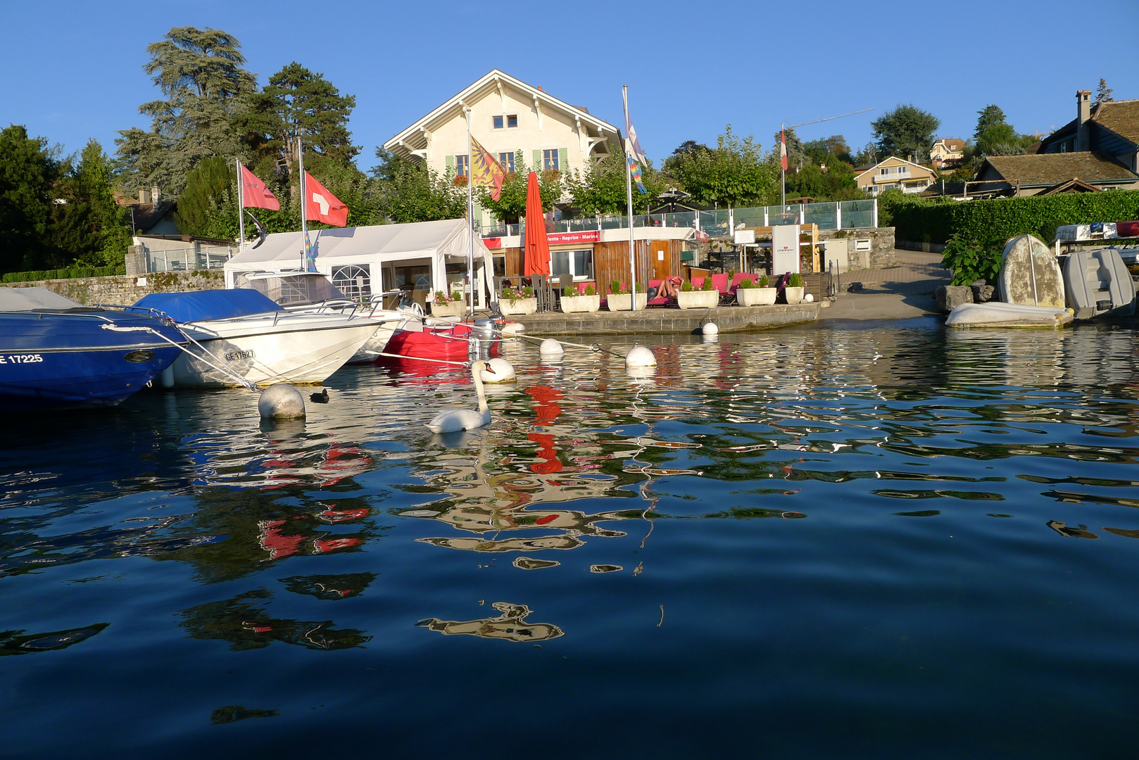 swan in the harbor