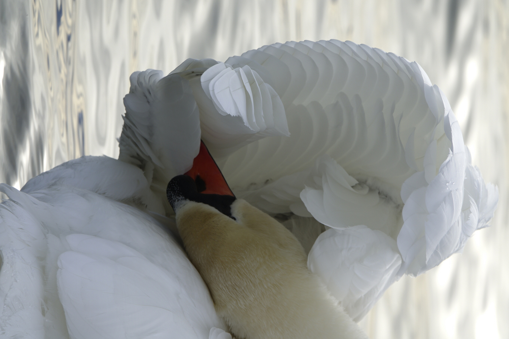 swan is cleaning his feathers