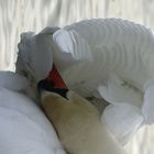 swan is cleaning his feathers