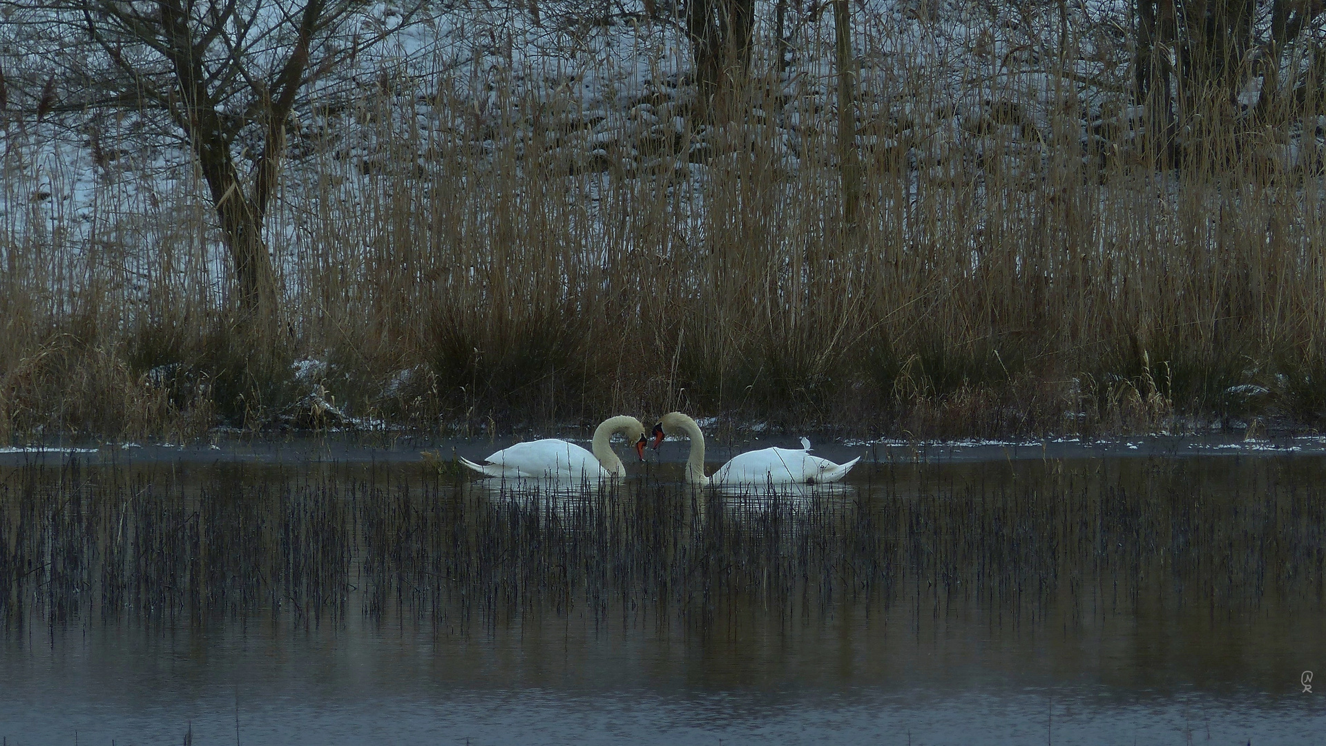 Swan Lake