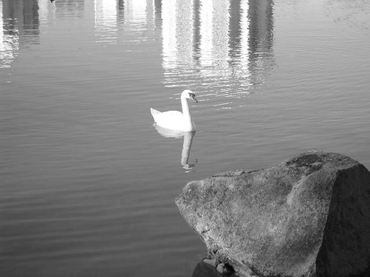swan lake