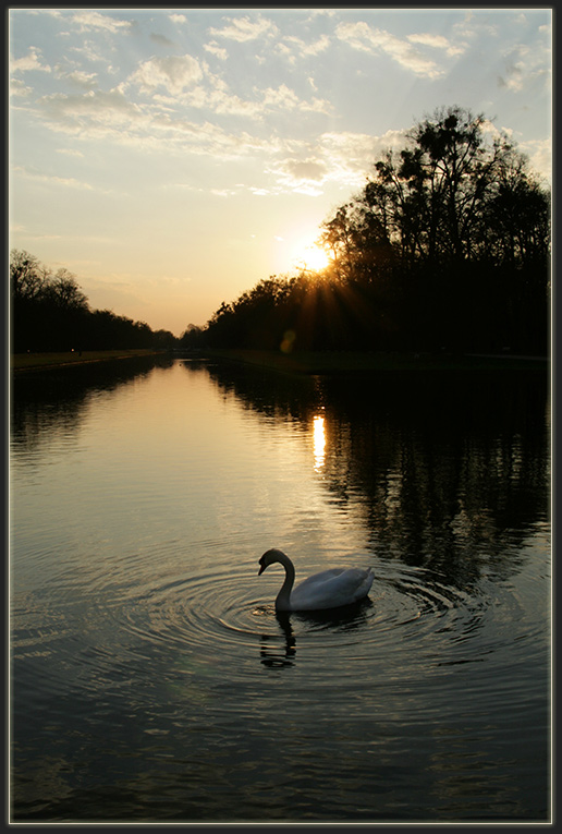 Swan Lake 2