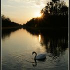 Swan Lake 2