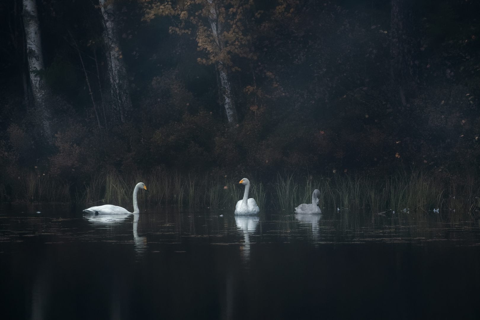 Swan lake