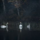 Swan lake