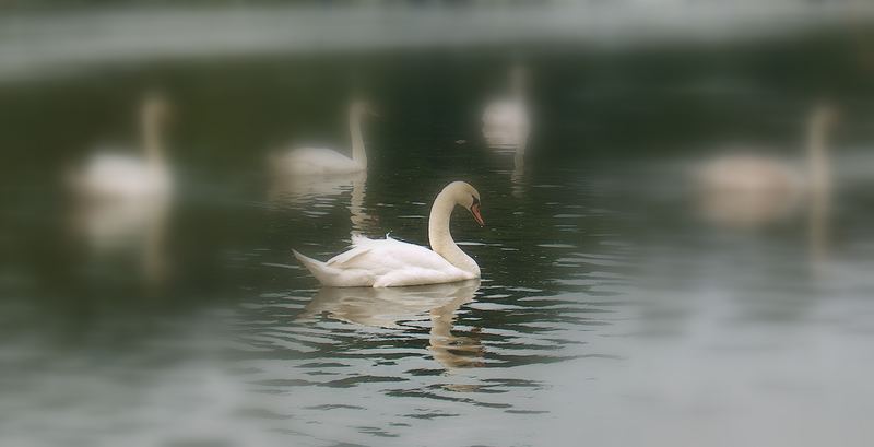 swan lake