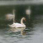 swan lake