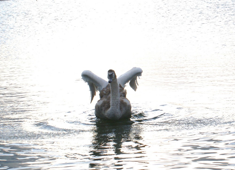 Swan Lake