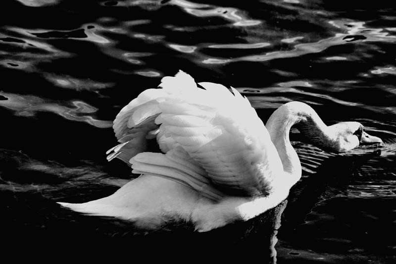 ****swan lake****