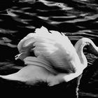 ****swan lake****