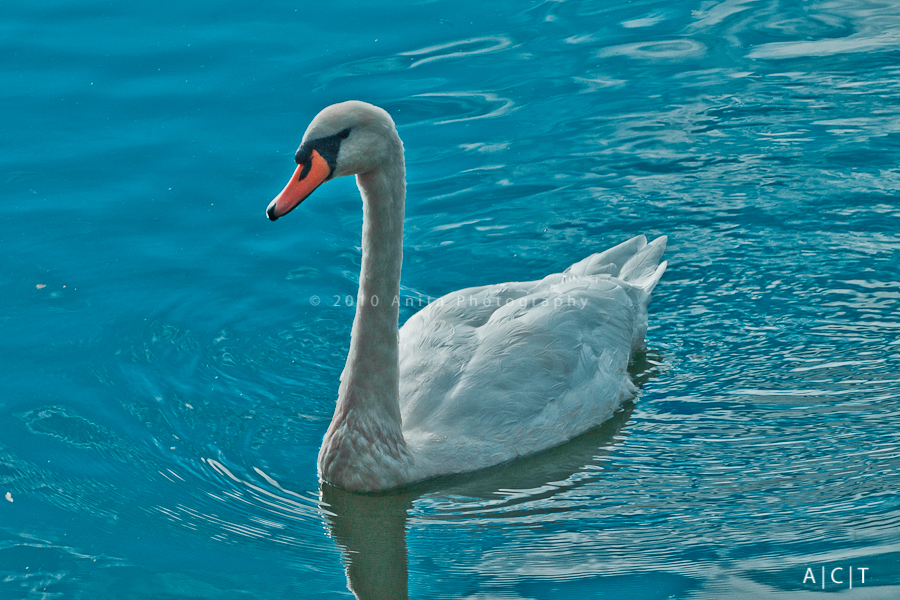 Swan Lake