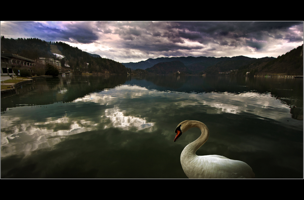 swan lake